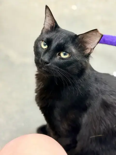 Robert Feline