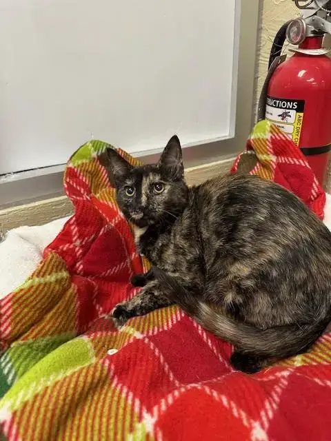 Torracat photo 1