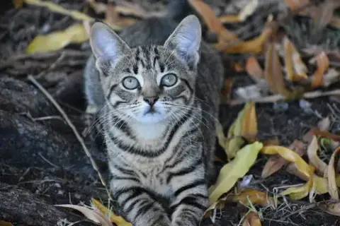 Courtesy Post: Stripes & Snowflakes photo 2