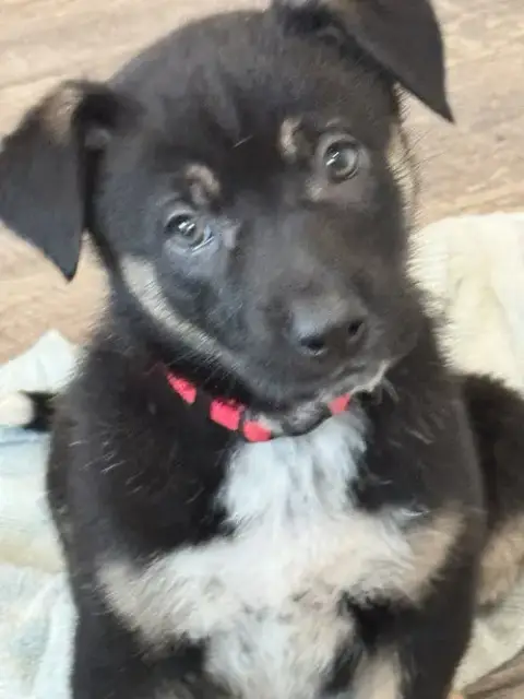 Rosie'S Puppy Meadow photo 2