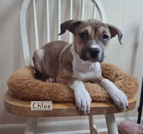 Chloe * photo 5