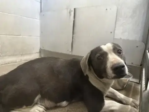 Sammy