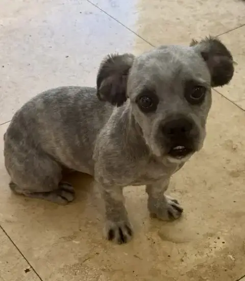 Hypoallergenic Fluffy Frenchie Puppy Girl Beara photo 3