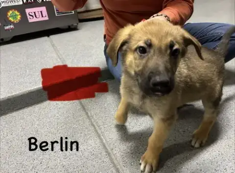 Worldwide Woofs Litter photo 2