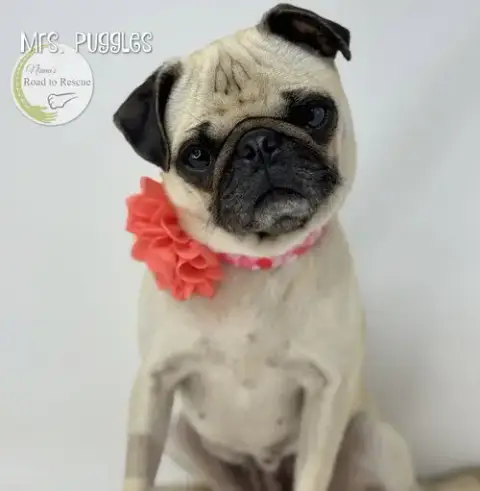 Mrs. Puggles