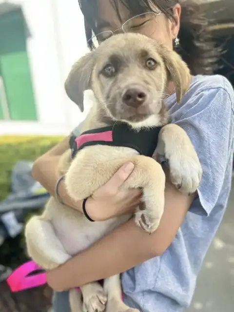 Copper