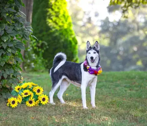 Nova Bonded With Koda photo 5