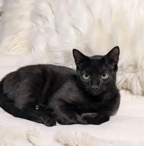 Salem photo 1