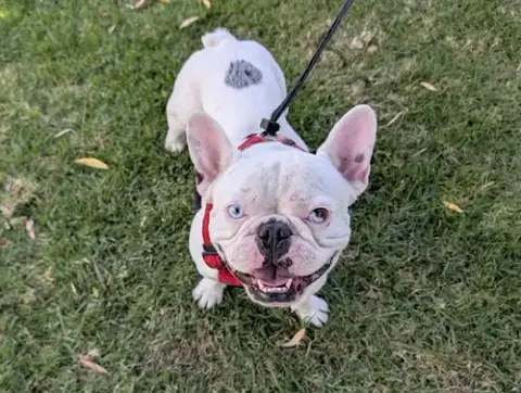 Duke