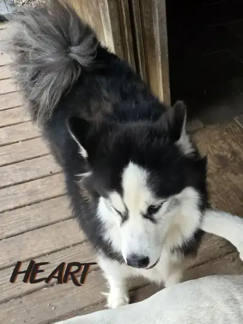 Hank photo 3