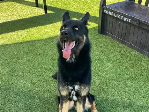 Helios