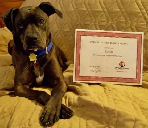 Rocco photo 2