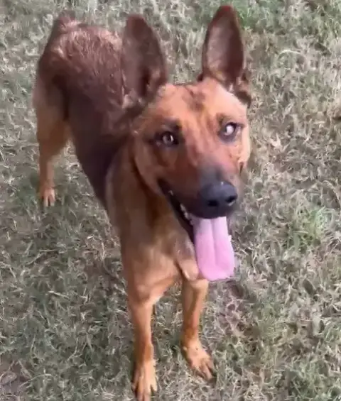 Fox