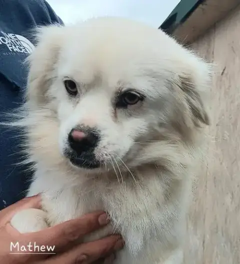 Mathew photo 2
