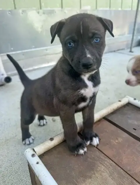 Marilynn'S Puppy Midge photo 4