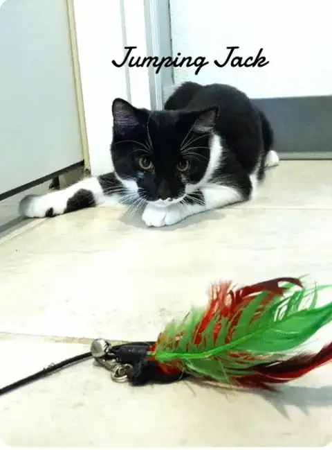 Jumping Jack