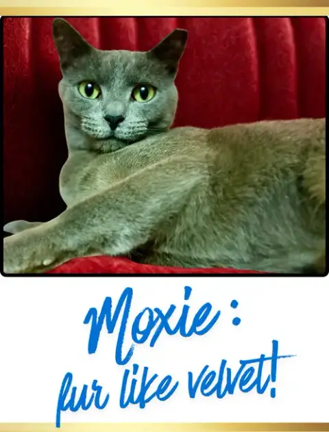 Moxie photo 3