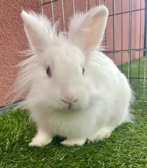 Einstein
