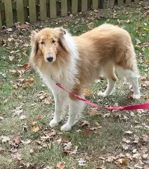 Charlie