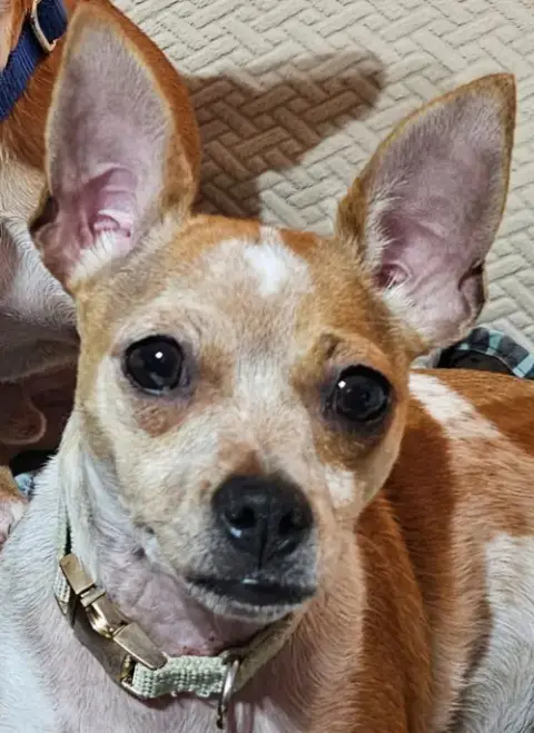 Biscuit *