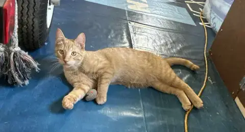 Leo Urgent