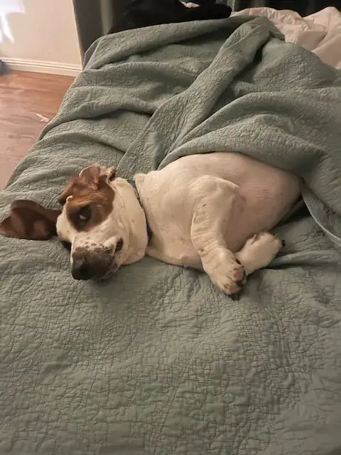 Gus photo 4