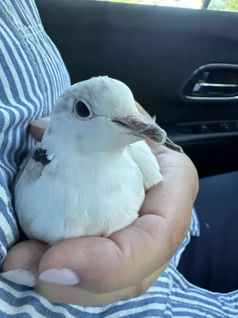 Coco