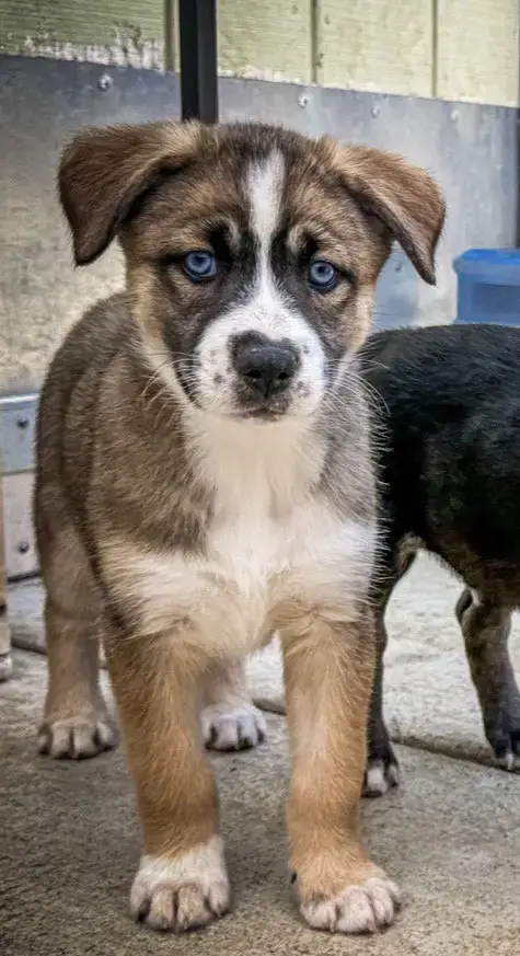 Marilynn'S Puppy Mystic