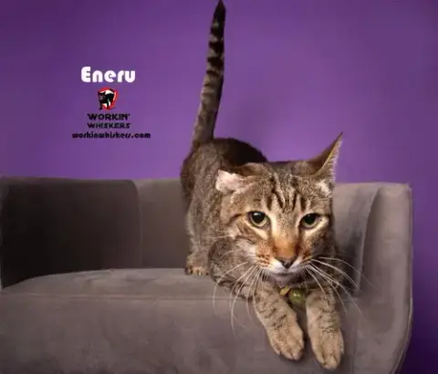 Eneru