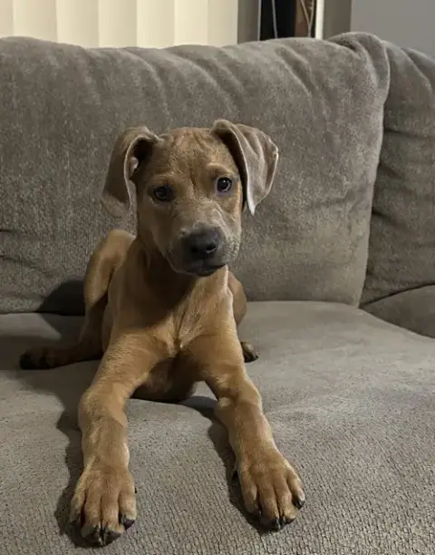 Ava