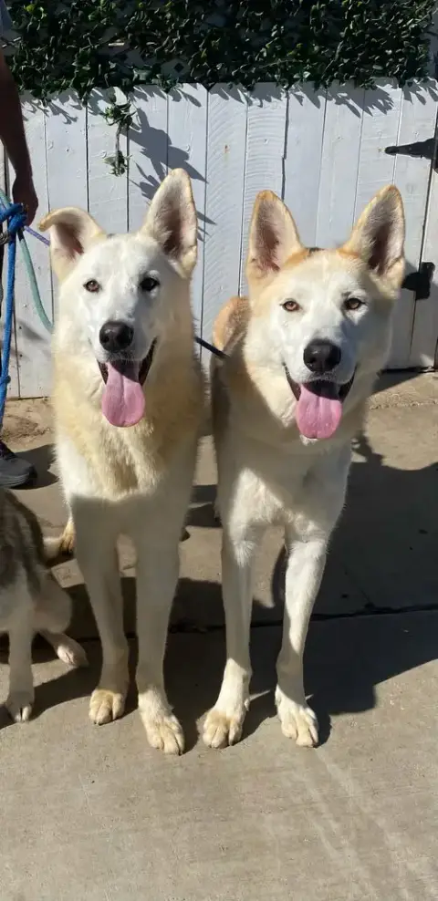 Cody & Comet photo 3