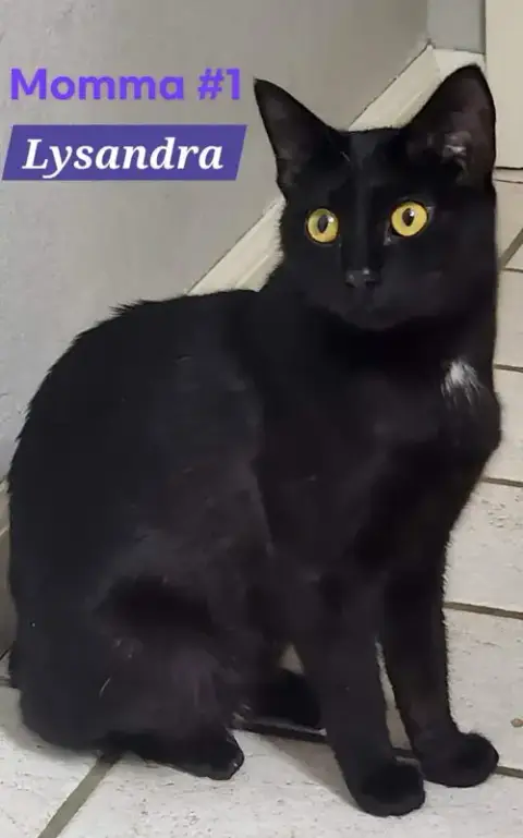 Lysandra photo 3
