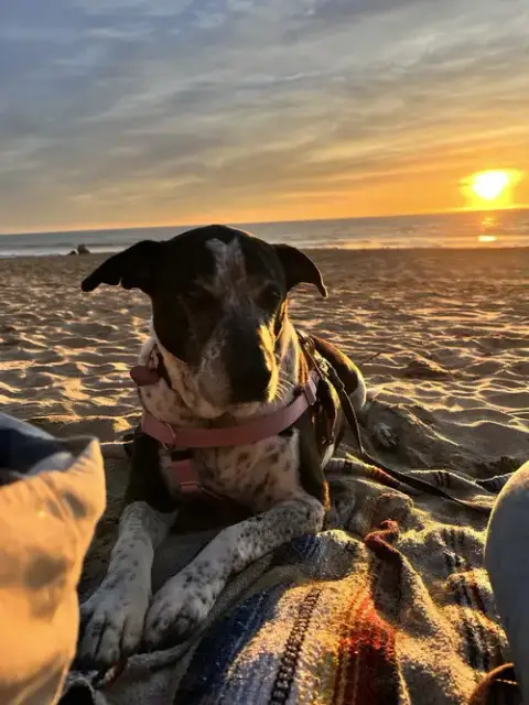 Remi The Senior! photo 3