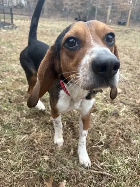 Rocky Beagle