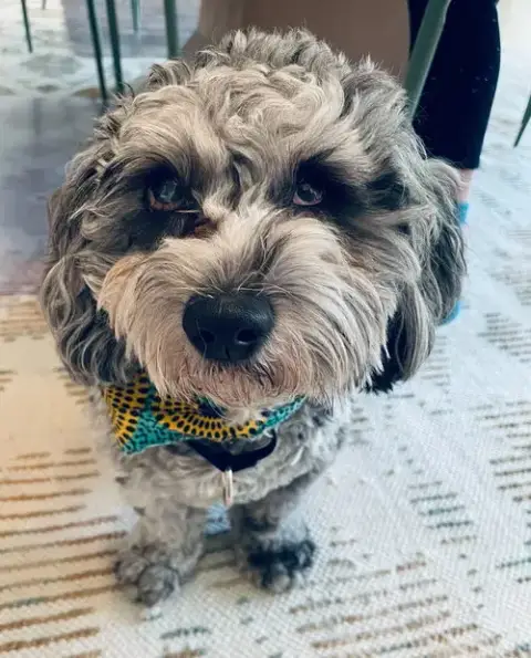 Charlie photo 2