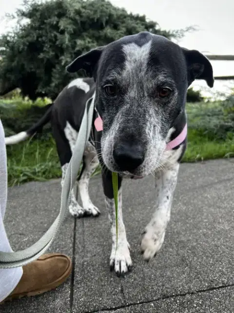 Remi The Senior! photo 4