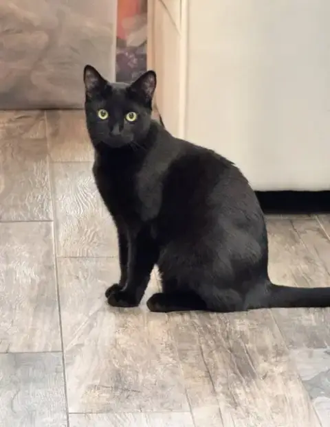 Binx photo 2