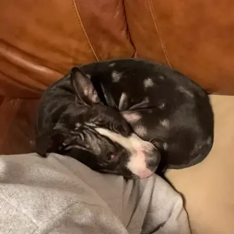 Louie  Lower Fee!!! photo 2