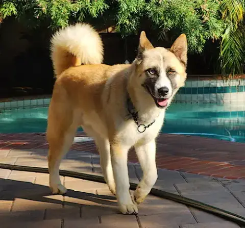 Hatchi photo 4