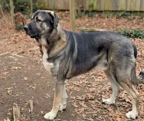 Koa photo 2