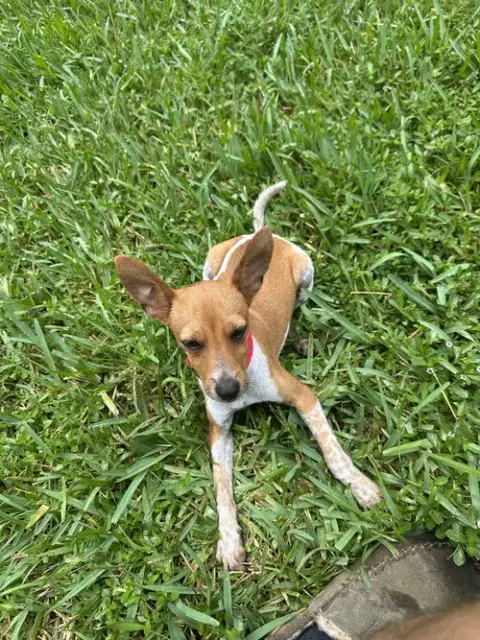 Courtesy Post: Brownie photo 2
