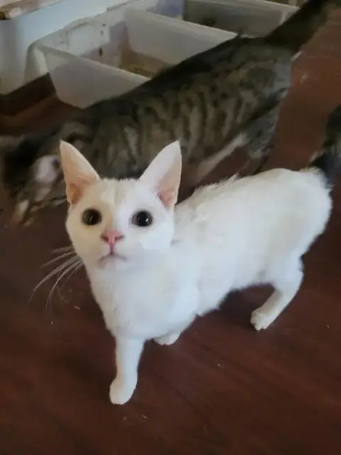 Big Ears
