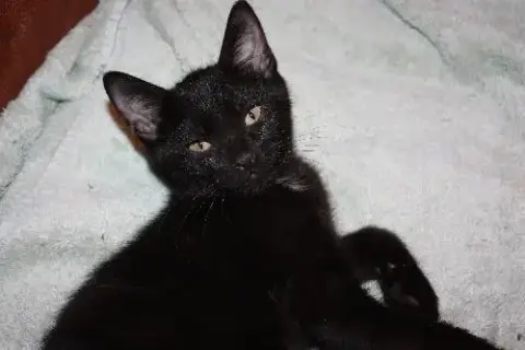 Merlot photo 3