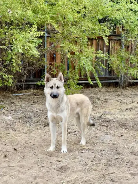 Aspen