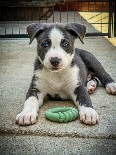 Marilynn'S Puppy Major photo 2