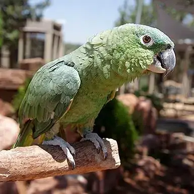 Paco photo 3