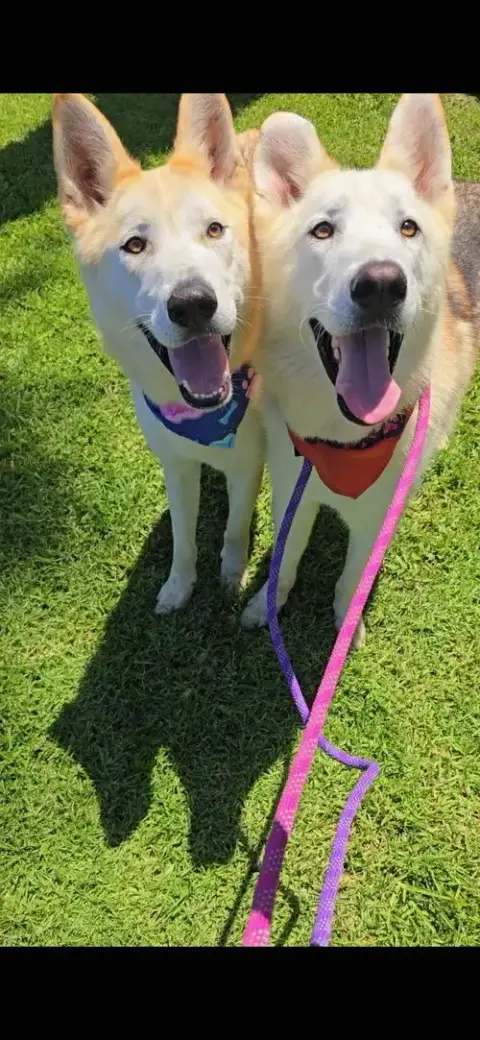 Cody & Comet photo 2