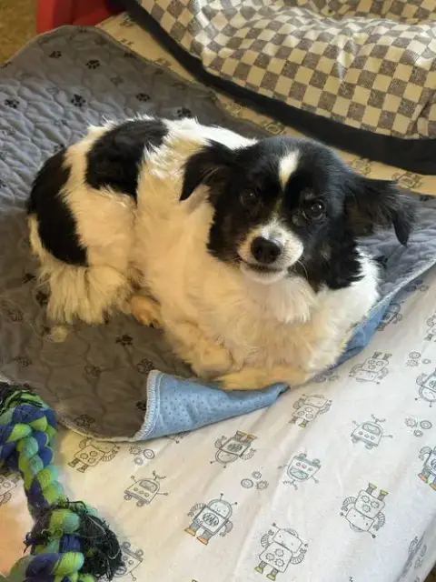 Lily L.