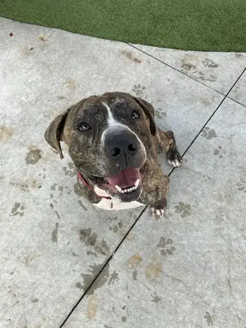 Bolo