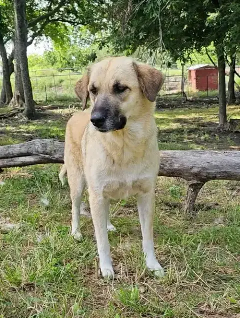 Sasha photo 4